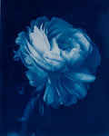 Ranunculus IX - Rosalind Hobley
