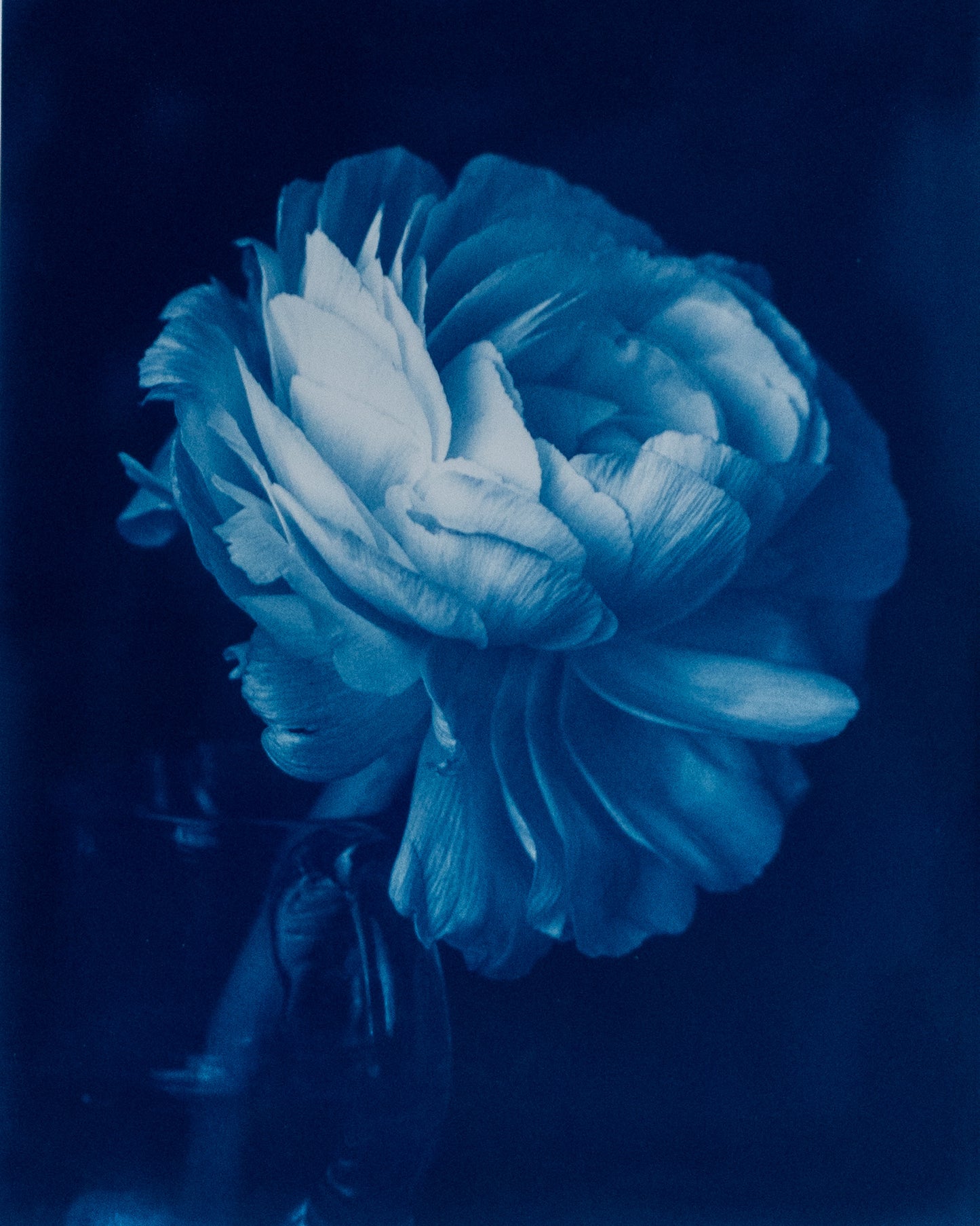 Ranunculus IX - Rosalind Hobley