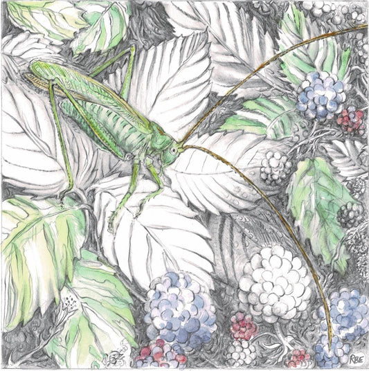 Great Green Bush Cricket - Ruth Baron Ezra
