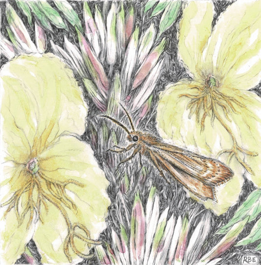 Greater Wax Moth - Ruth Baron Ezra