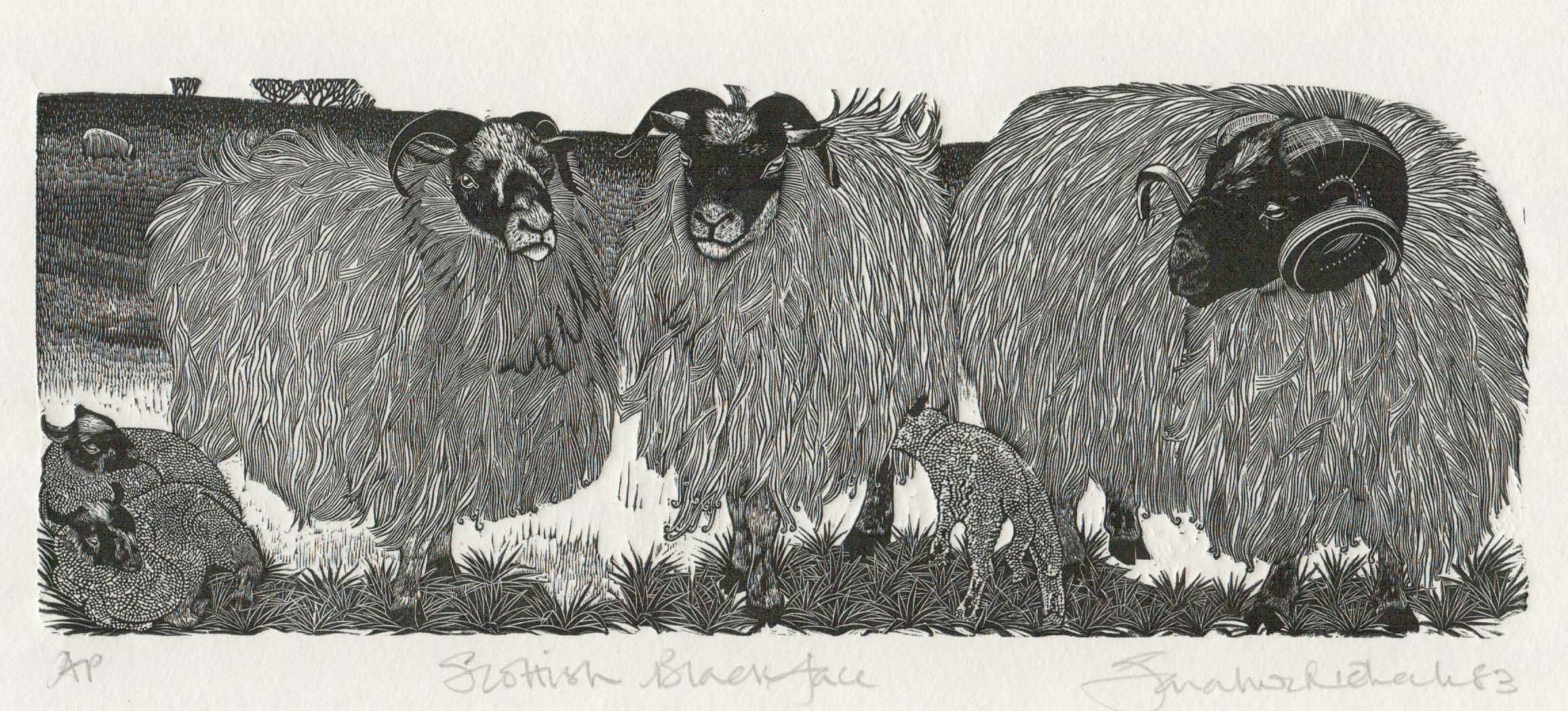 Scottish Blackface - Sarah van Niekerk