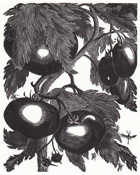 Tomato - Sarah van Niekerk